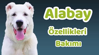 Alabay özellikleri bakımı beslenmesi sağlığı ve eğitimleri [upl. by Melan]