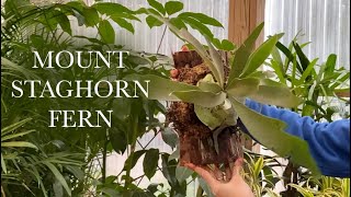 Mount Staghorn Fern in Under 5 Minutes DIY [upl. by Akcirret834]