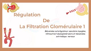 Régulation De La Filtration Glomérulaire Partie I  AutoRégulation Rénale et Mécanisme nerveux [upl. by Anilecram836]