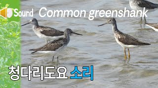 청다리도요 소리 Sound of Common greenshank [upl. by Aret204]