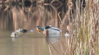 Kingfisher  Lochore MCP  Fife  12112024 [upl. by Yendor934]