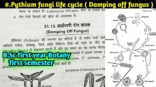 Life Cycle of Pythium fungi Damping off Fungus  Reproduction in pythium fungi BSc first year [upl. by Notsew]