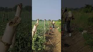 insecticide spraying in tomato 🍅🍅 [upl. by Fermin]