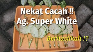 Nekat Cacah Aglaonema Super White Semoga Berhasil [upl. by Klarrisa]