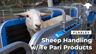 Flaxley Australian White Sheep Sheep Handling with Te Pari Products [upl. by Adnalohs]