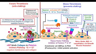 Endothelial Function in Hemostasis [upl. by Onibas933]