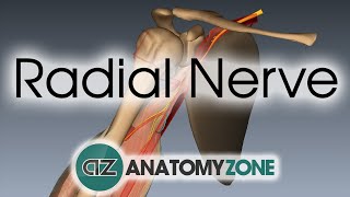 Radial Nerve  3D Anatomy Tutorial [upl. by Dulcle]