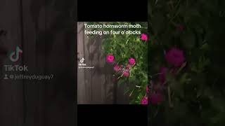 Tomato Hornworm Moth Feeding moth fouroclocks flowers [upl. by Lefty]