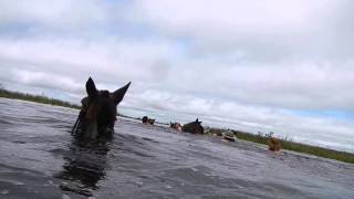 Esteros del Ibera Cruce a nado con caballos [upl. by Bolitho]