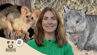 Why Aussie Marsupials Are Going Extinct and how to save them [upl. by Hagerman738]