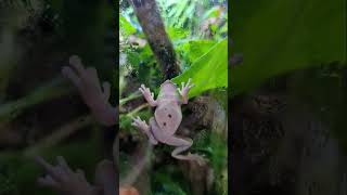 The frogs love getting their morning mist frogs treefrogs vivarium [upl. by Refotsirc]