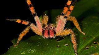 Most venomous spider [upl. by Eisaj]