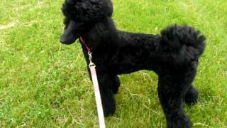 Black Standard Poodle Running [upl. by Gladwin]