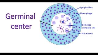 Germinal center of secondary lymphatic nodule lymphocytes lymphnodes immunology macrophages [upl. by Enovaj]