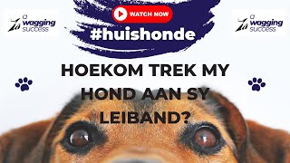 Ep 10  Hoekom trek n hond aan sy leiband [upl. by Le]