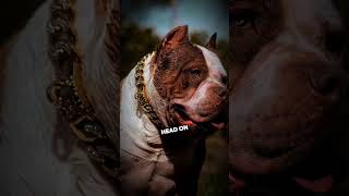 Can a Dangerous Pit Bull Survive Alone in the Wild [upl. by Coffin]