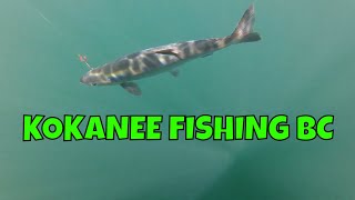 Kokanee Fishing in BC  WICKED Underwater Footage [upl. by Bechler]