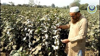 Use of Gibberellic acid and other chemicals in cotton [upl. by Cadmar]