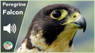 Peregrine Falcon  Sounds [upl. by Allyson]