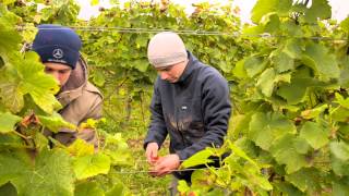 Weinsorte Dornfelder an der Südlichen Weinsraße [upl. by Itoyj]