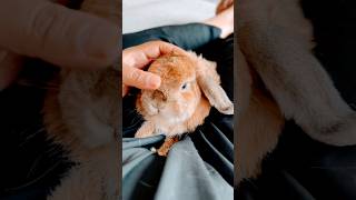 Fluffy Bunny rabbit shorts pets [upl. by Gastineau]