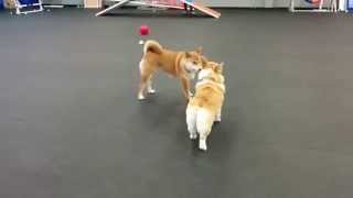 Corgi playing with Shiba Inu [upl. by Aurelius]