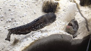 Two Fish Fight by Spitting Sand on Each Other LOL [upl. by Roxane]