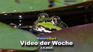 Video der Woche 392014 [upl. by Aerdnac]