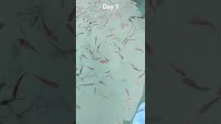 Day 1 of Murrel Fish Feeding [upl. by Tabbi]