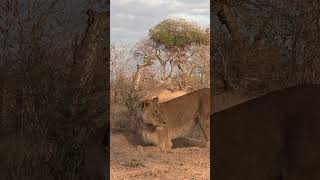 LIONS HUNTING WARTHOGS YouTube wildlife lion [upl. by Eeliah647]