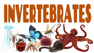 Science Lecture Invertebrates  ANY 10 [upl. by Neih]