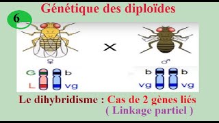 SVTBacBiof lois statistiques de la transmission des caractères Dihybridisme  Cas de gènes liés [upl. by Yahsan42]