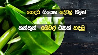 Lets make kankun devilled  කන්කුන් ඩෙවල් එකක් හදමු👩‍🍳 ඩෙවල් රසට කන්කුන් [upl. by Medardas]