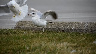 Ringbilled gull defending his territory in slow motion [upl. by Inaluahek881]