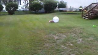 Lilu Red Heeler Herding Ball at 10 Weeks [upl. by Kletter]