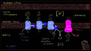 La respiration cellulaire 33  la phosphorylation oxydative [upl. by Namwob213]