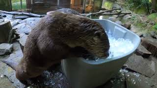 Frisky River Otters Get Up To Icy Mischief [upl. by Onida]