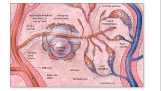 Anatomy of spleen in detailsThymusMALTlymphatic nodules [upl. by Seafowl]