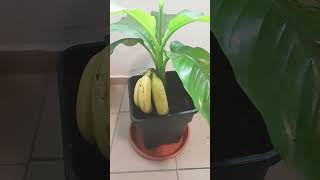 Des banane 🍌 🍌 🤣😂😁 youtube shorts [upl. by Nnylsor378]