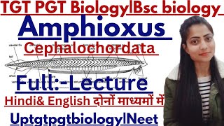 UPTGT PGTBiologysubphylum cephalochordataAmphioxusBranchiostomabranchiostomalancelets [upl. by Donell]