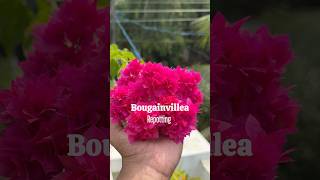 Bougainville repotting part 1 jishnuuthaman keralagarden home bougainvillea [upl. by Adallard722]