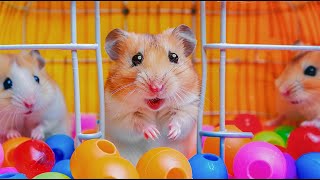 Hamster Escape the Ball Pit Pool Maze for Pet 🐹 Hamster Maze [upl. by Caasi204]