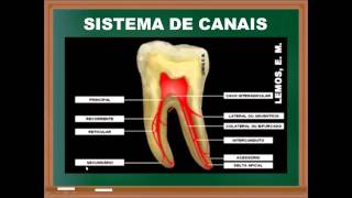 Endodontia introdução aos instrumentos e anatomia [upl. by Lednek]