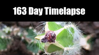 Ariocarpus Godzilla Grafted 163 Days Timelapse [upl. by Balough]