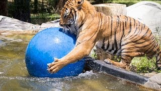 Malayan Tiger Playing in Water at Naples Zoo [upl. by Dahsar]