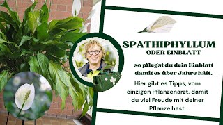 Spathiphyllum oder Einblatt [upl. by Sankaran]