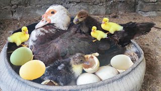 10 DAY OLD Goose  HOW TO KEEP THE CHILDREN FROM GETING SICK  Dong farm [upl. by Aneekat]