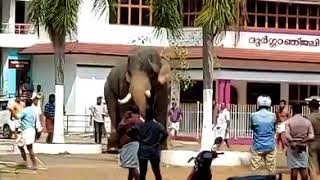 Olarikkara kalidasan Elephant attack Olari 6 03 2020 III മാമ്പിയെ അനുസരിക്കാത്ത കാളിദാസൻi [upl. by Ginnifer805]