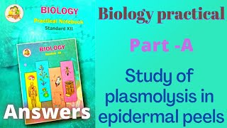 Study of plasmolysis in epidermal peels Class 12 biology practical experiment 2 answers [upl. by Anoyek577]