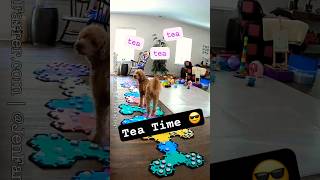 Talking Dog Tea Time aic canineaic dogmomlife animaladvocacy dogshorts fyp [upl. by Sabah]